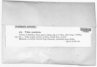Valsa pustulata image